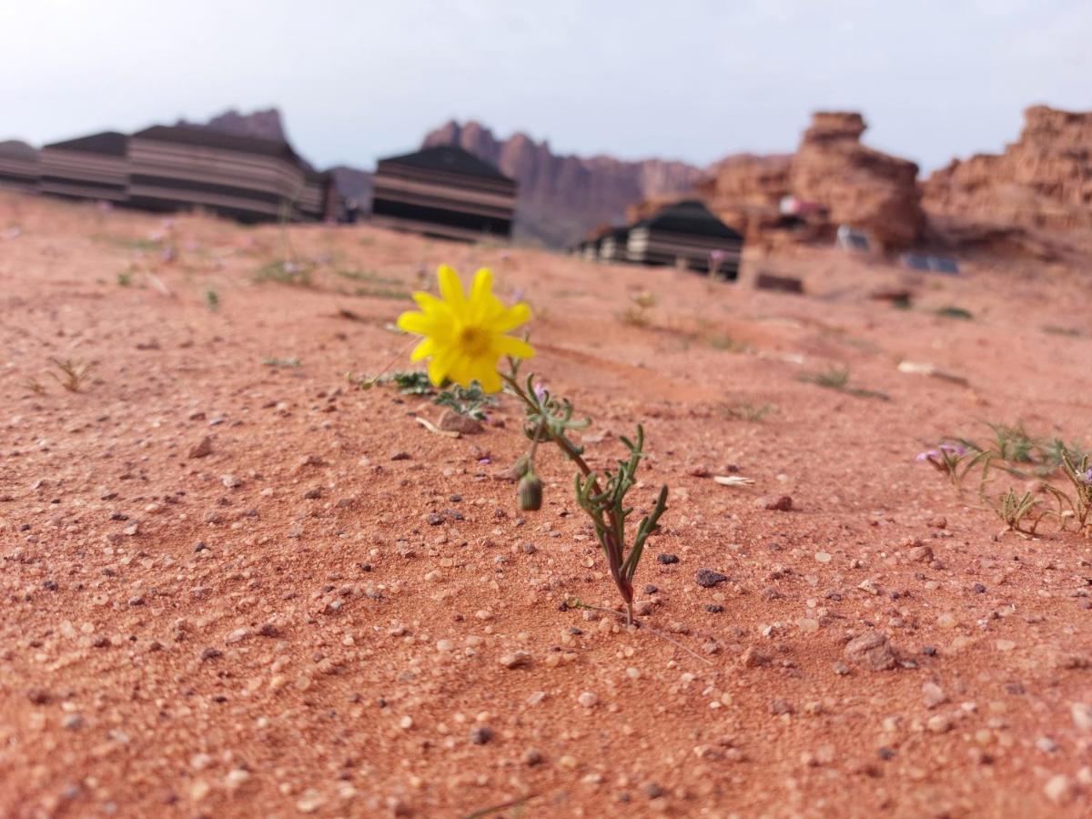 Готель Bedouin Future Camp Ваді-Рам Екстер'єр фото